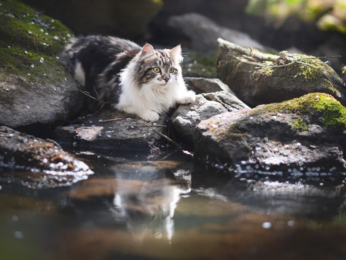 котёнок, взгляд, кот, кошка