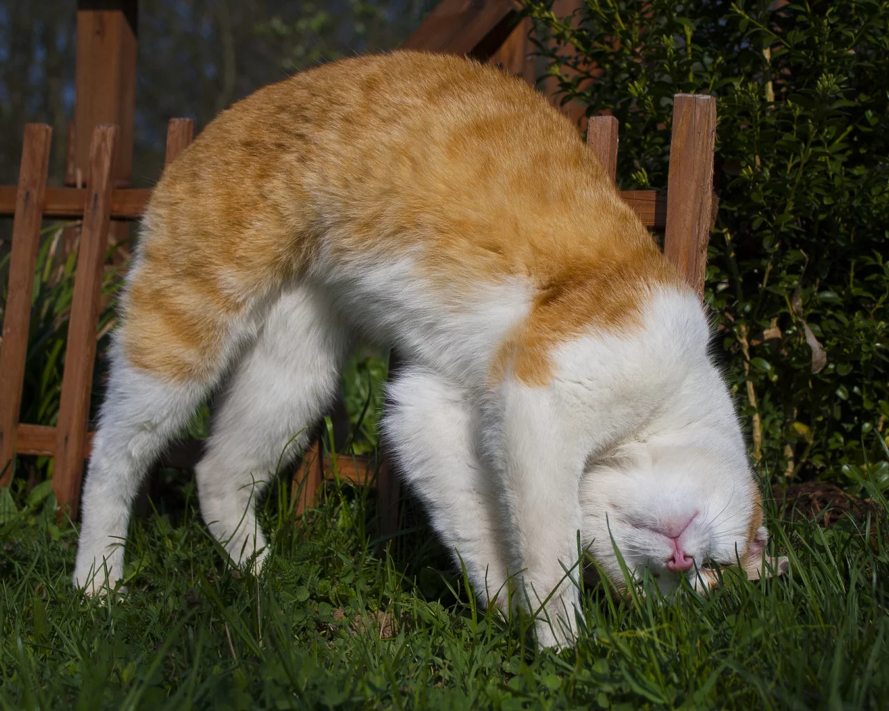 кот, кошка