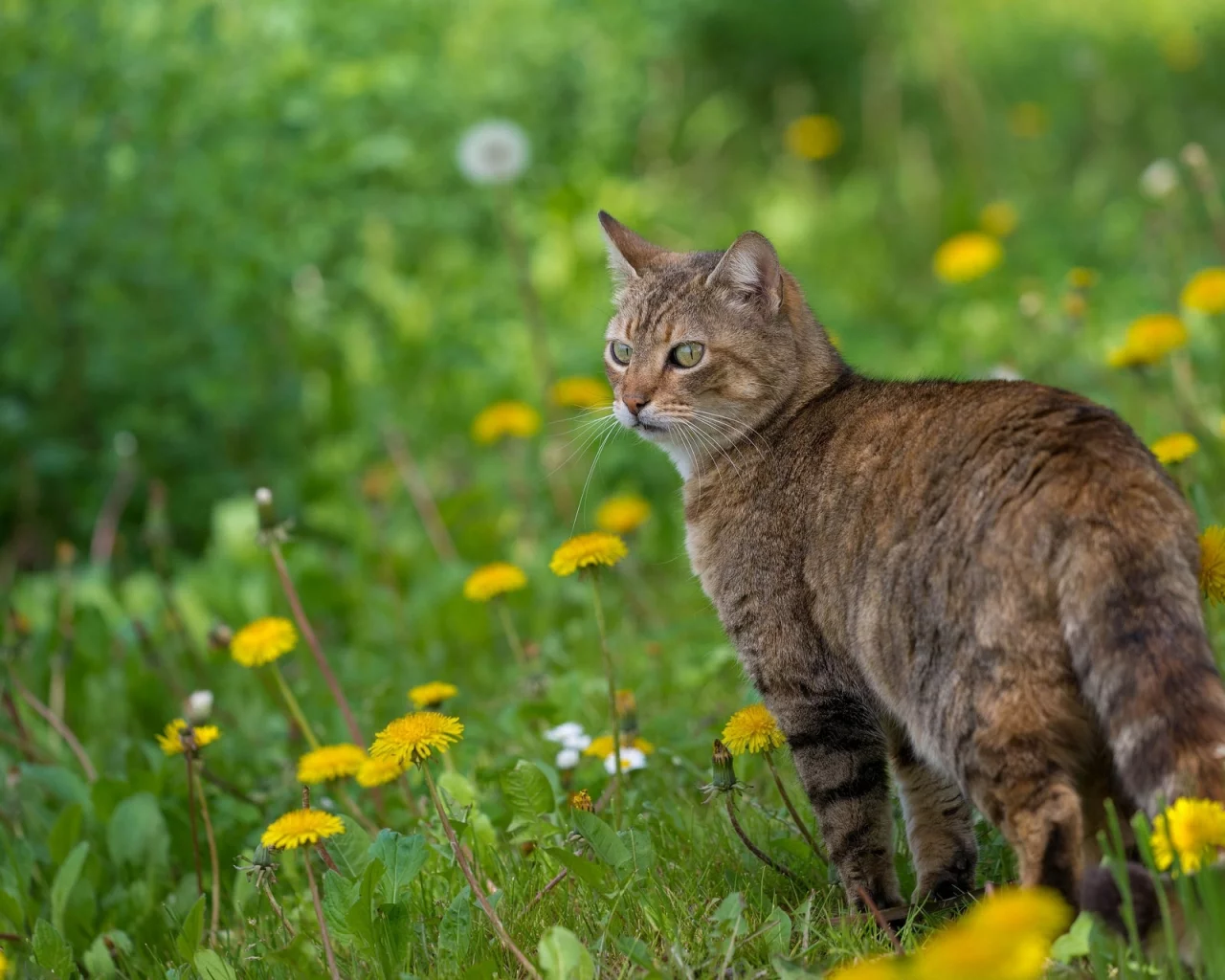 кошка, кот, цветы, весна, одуванчики