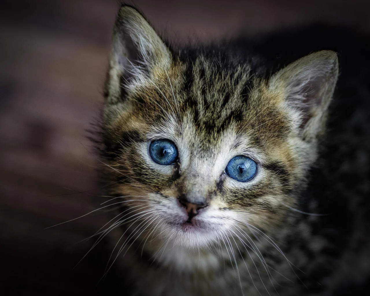 котёнок, взгляд