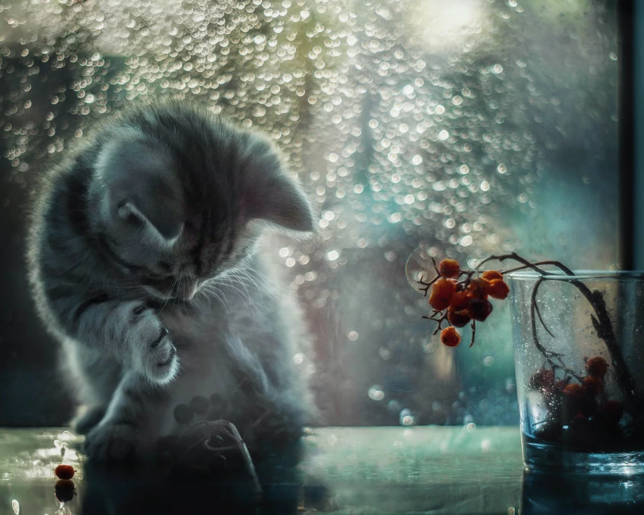 кот, свет, блики, окно, котёнок, боке