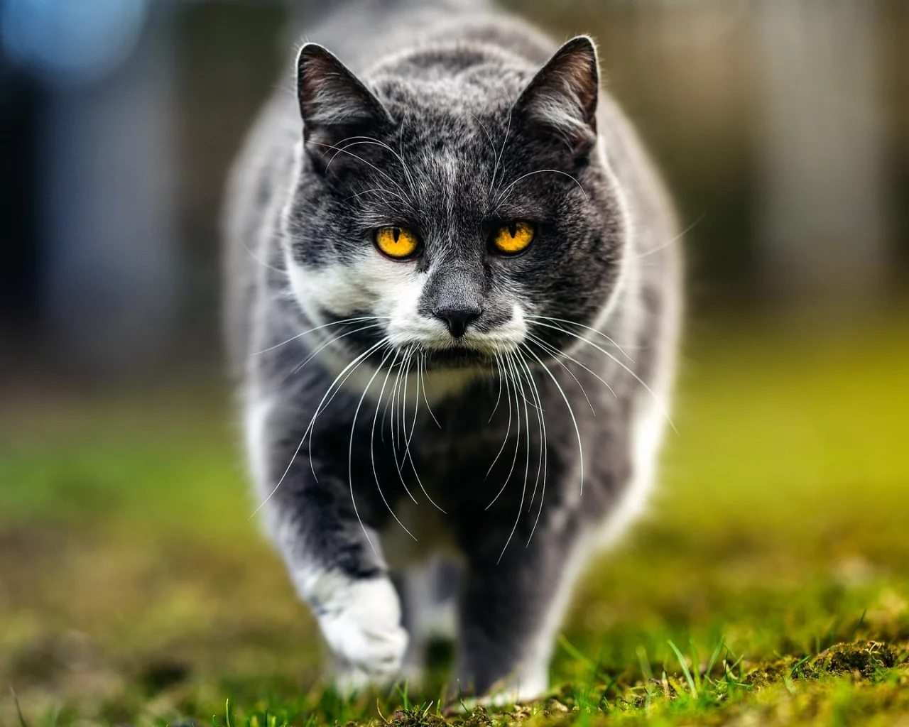 кошка, трава, глаза, кот, усы, взгляд, морда, природа, серый, фон, портрет, весна, гуляет, желтоглазый
