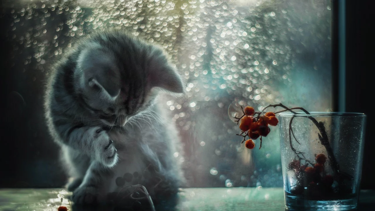 кот, свет, блики, окно, котёнок, боке