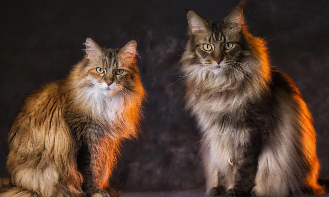 кот, кошка