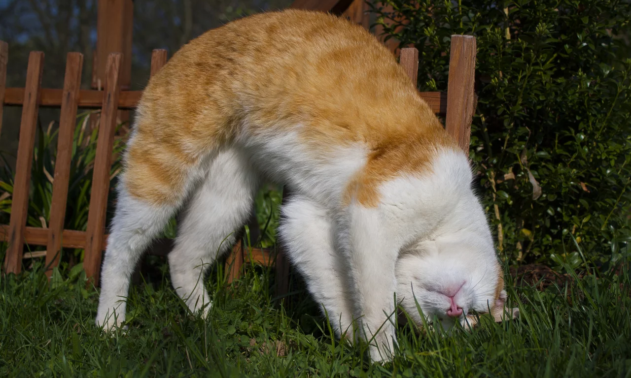 кот, кошка
