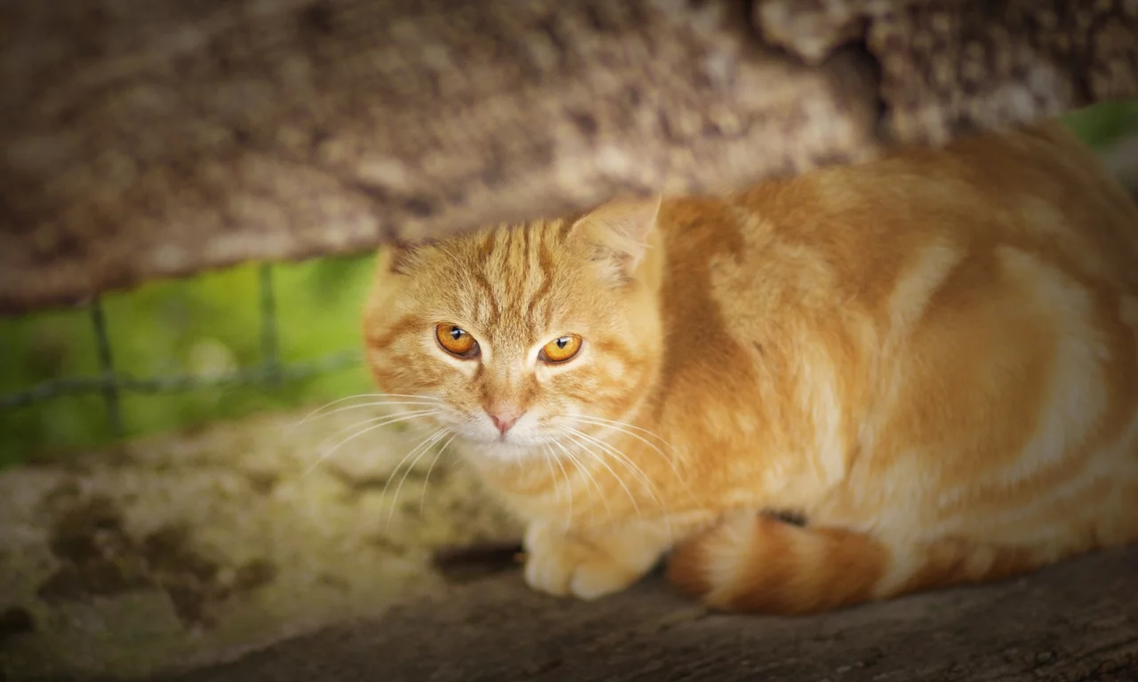 кошка, взгляд, рыжая, рыжий кот