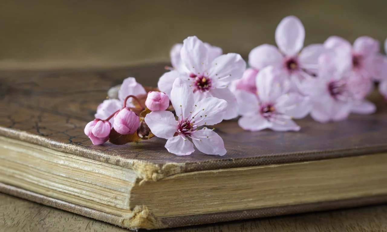 вишня, стиль, книга, цветки, ветка вишни