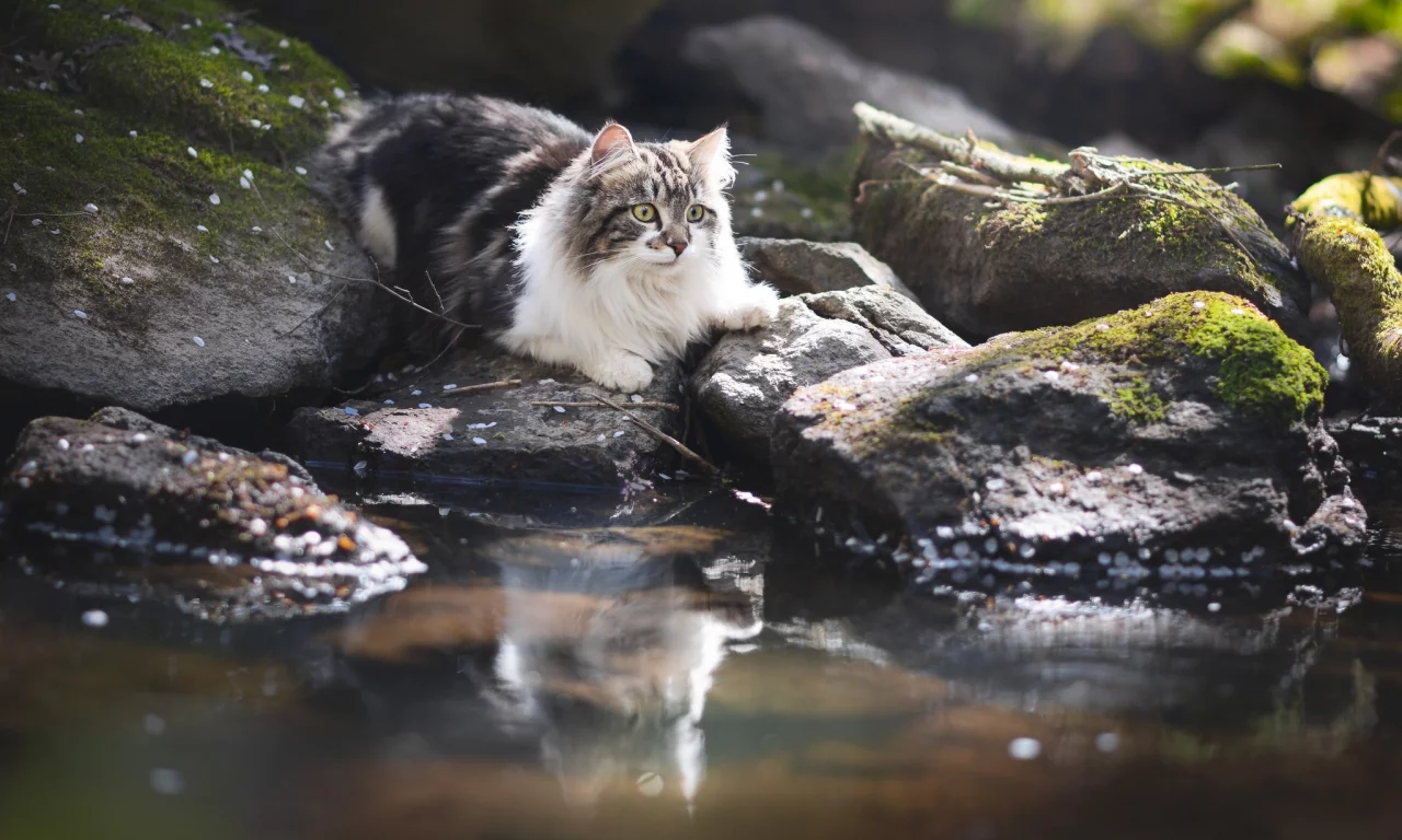 котёнок, взгляд, кот, кошка