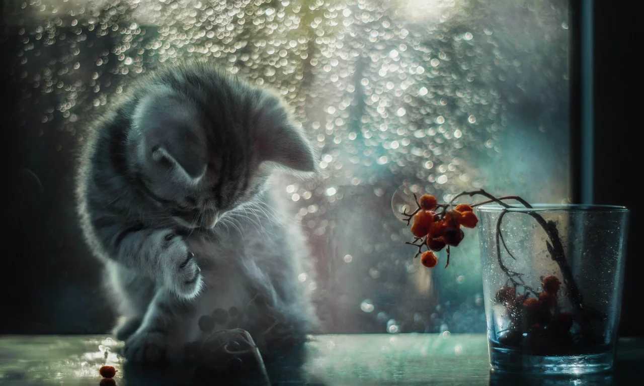 кот, свет, блики, окно, котёнок, боке