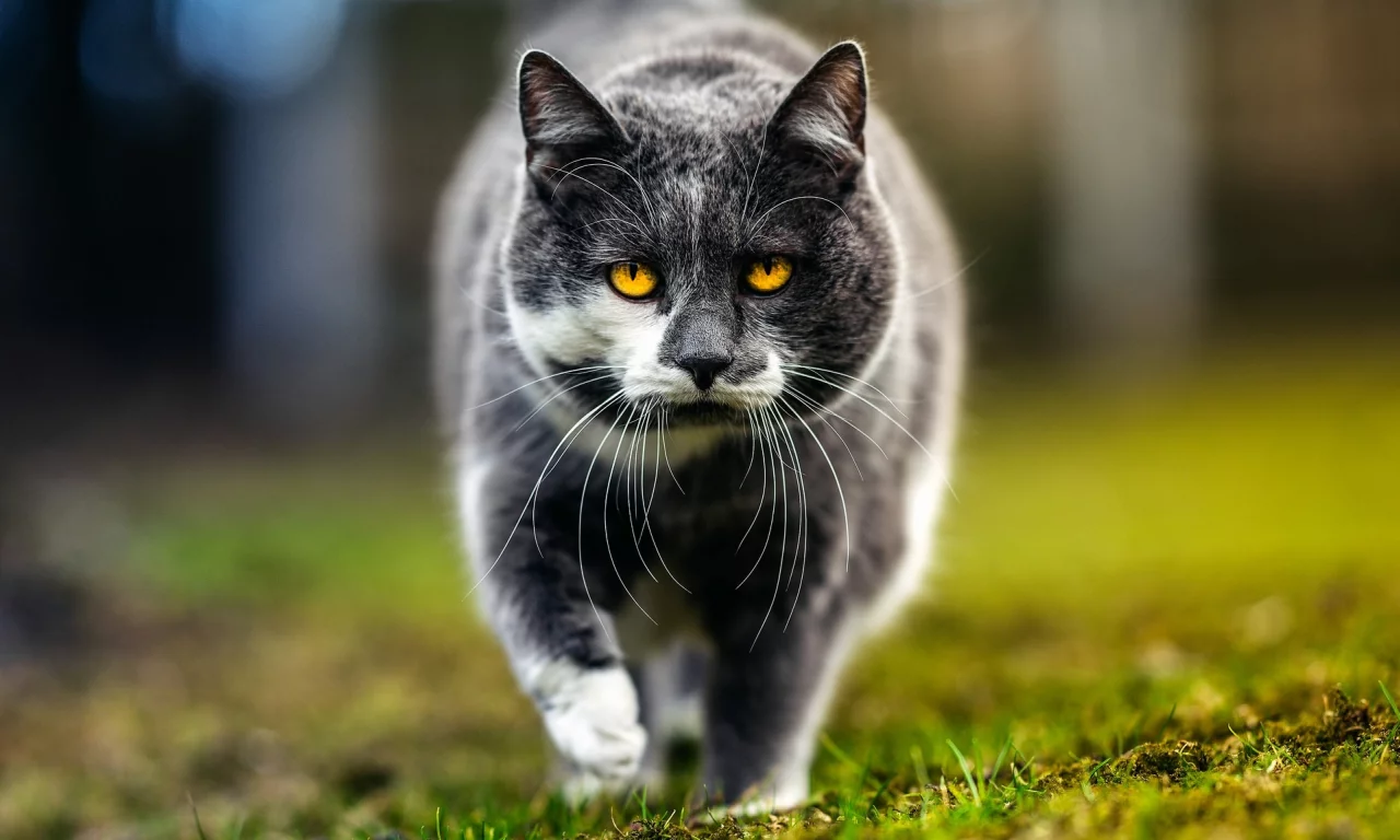 кошка, трава, глаза, кот, усы, взгляд, морда, природа, серый, фон, портрет, весна, гуляет, желтоглазый