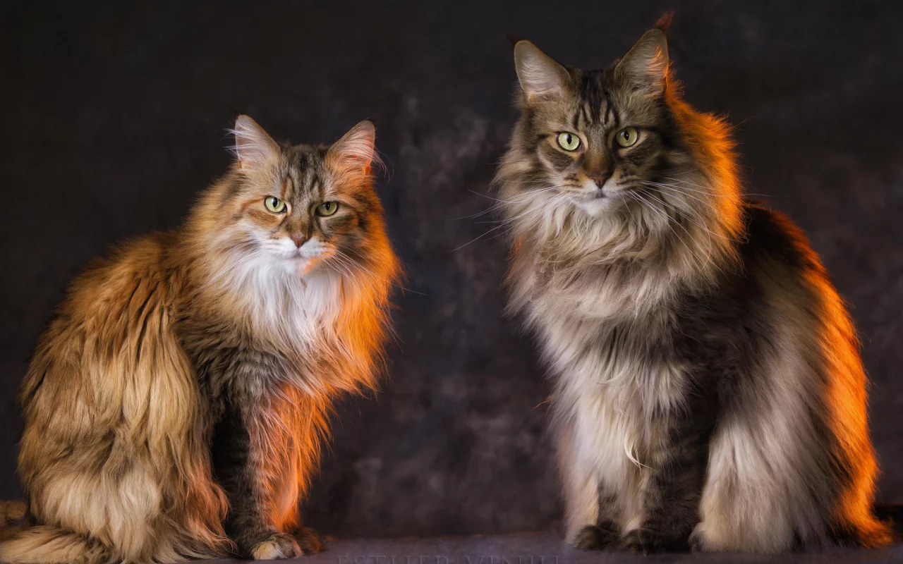 кот, кошка