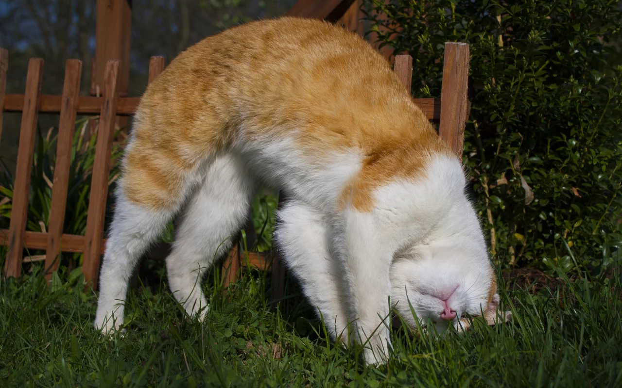 кот, кошка
