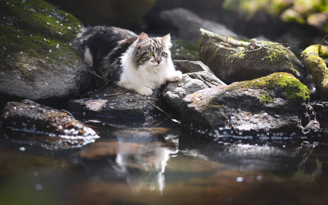 котёнок, взгляд, кот, кошка