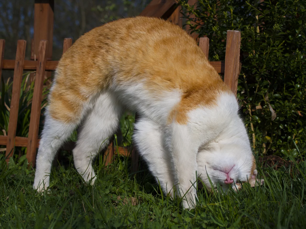 кот, кошка