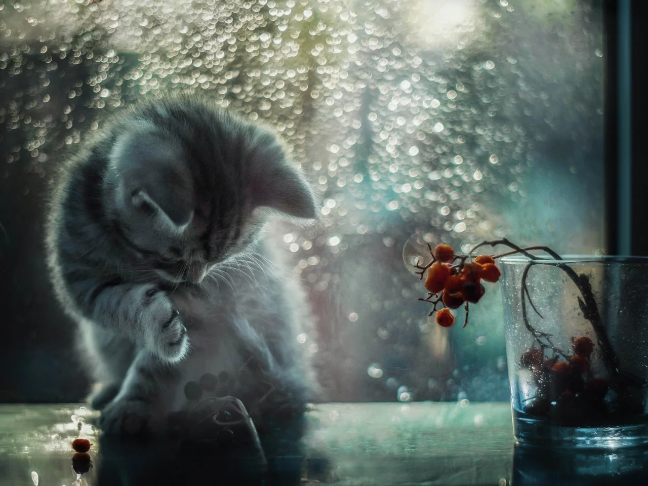 кот, свет, блики, окно, котёнок, боке