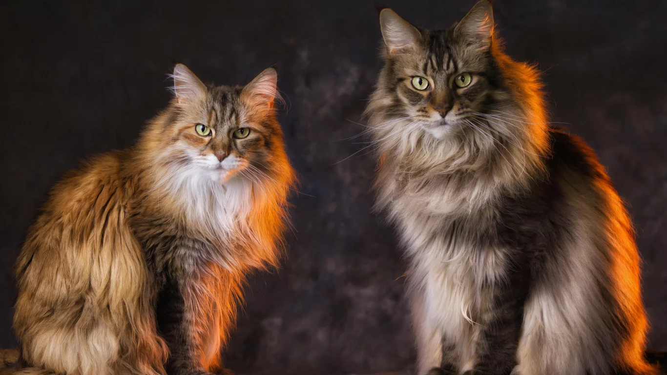 кот, кошка
