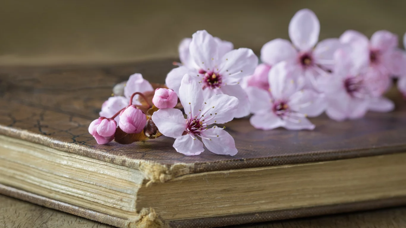 вишня, стиль, книга, цветки, ветка вишни
