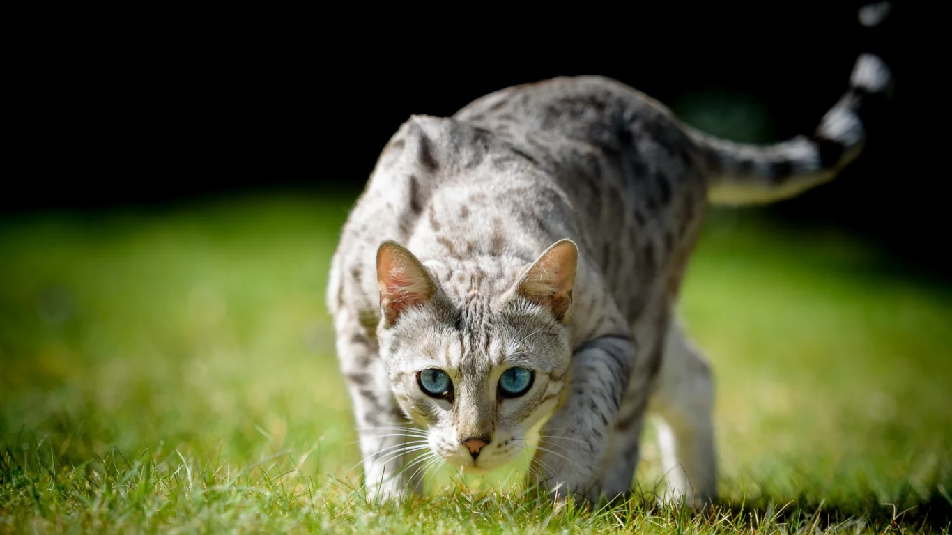 кошка, трава, кот, взгляд, голубые глаза, боке
