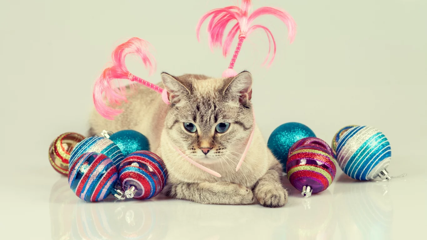 котёнок, взгляд, кот, кошка
