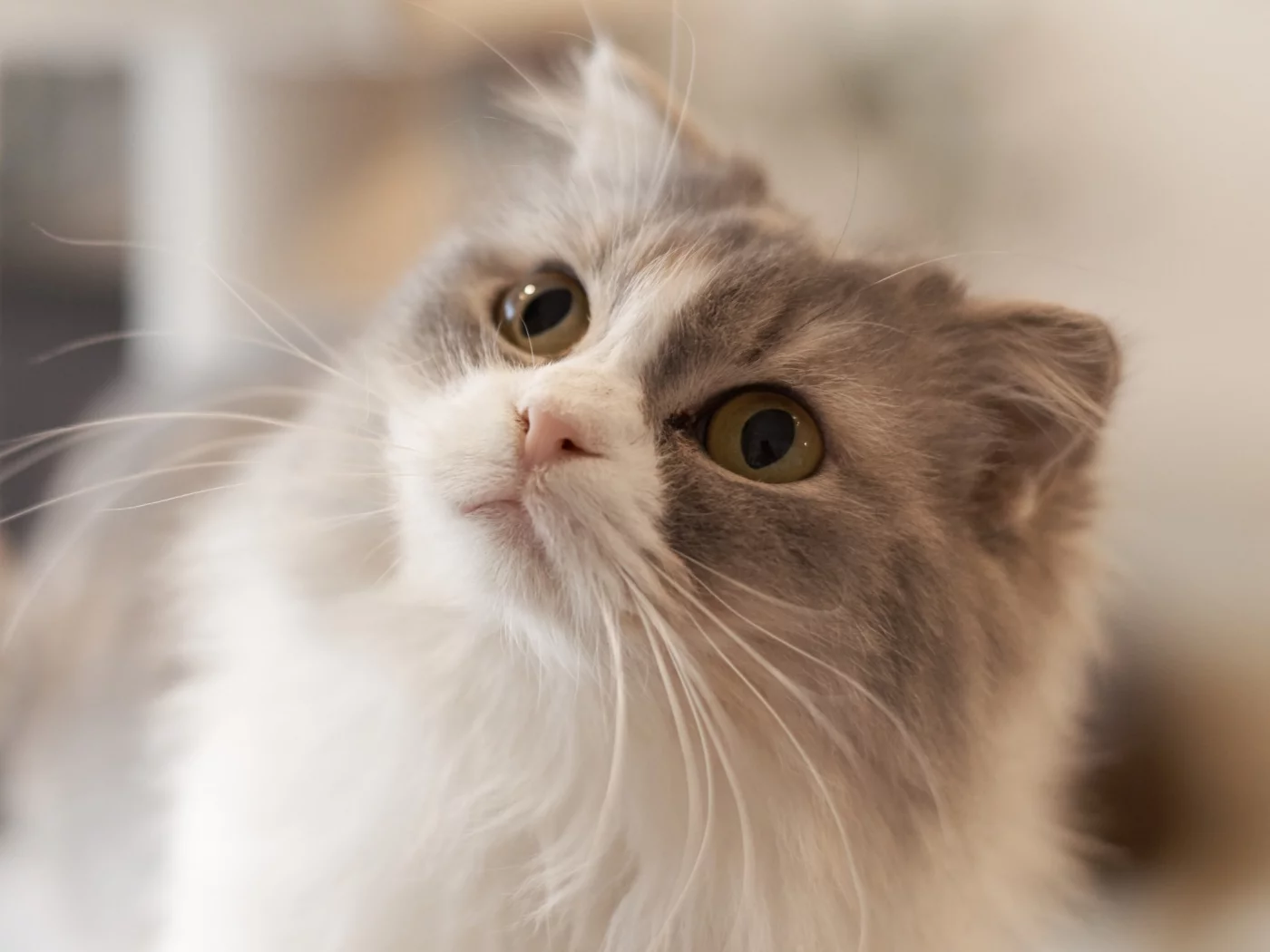кот, кошка