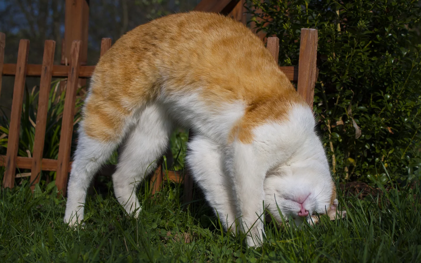 кот, кошка