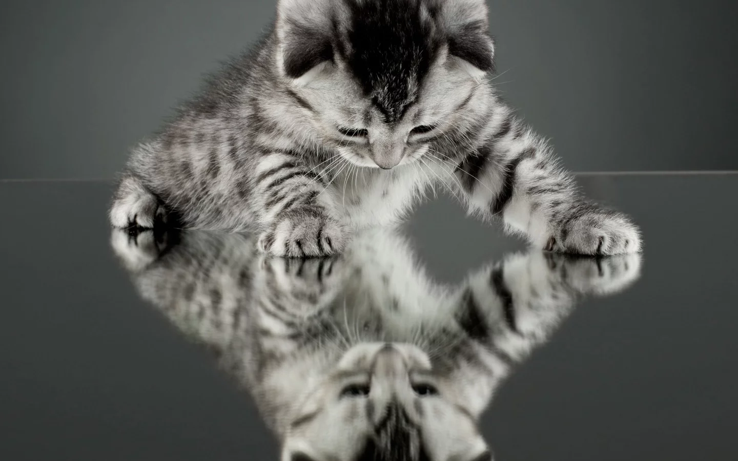 кошка, кот, отражение, котенок, фон, обои, зеркало