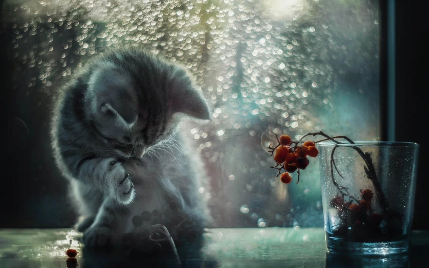 кот, свет, блики, окно, котёнок, боке