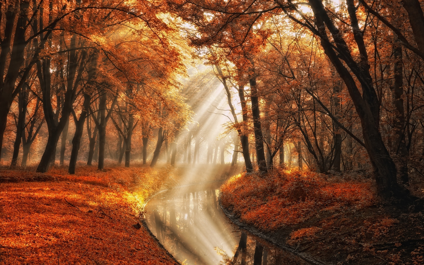осень, вода, лучи, свет, деревья, природа, фотограф, канал