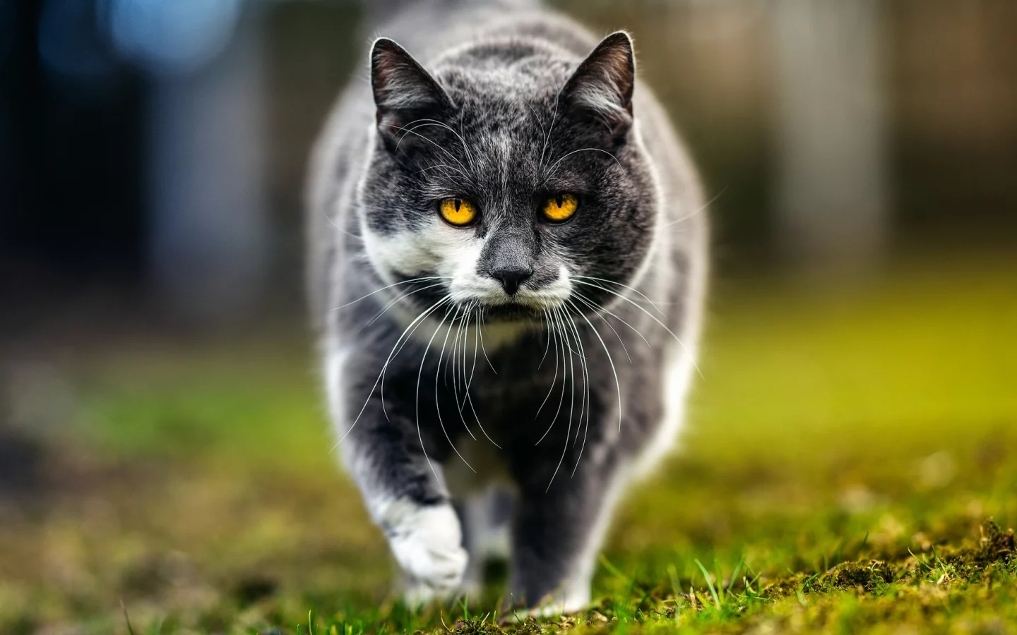 кошка, трава, глаза, кот, усы, взгляд, морда, природа, серый, фон, портрет, весна, гуляет, желтоглазый