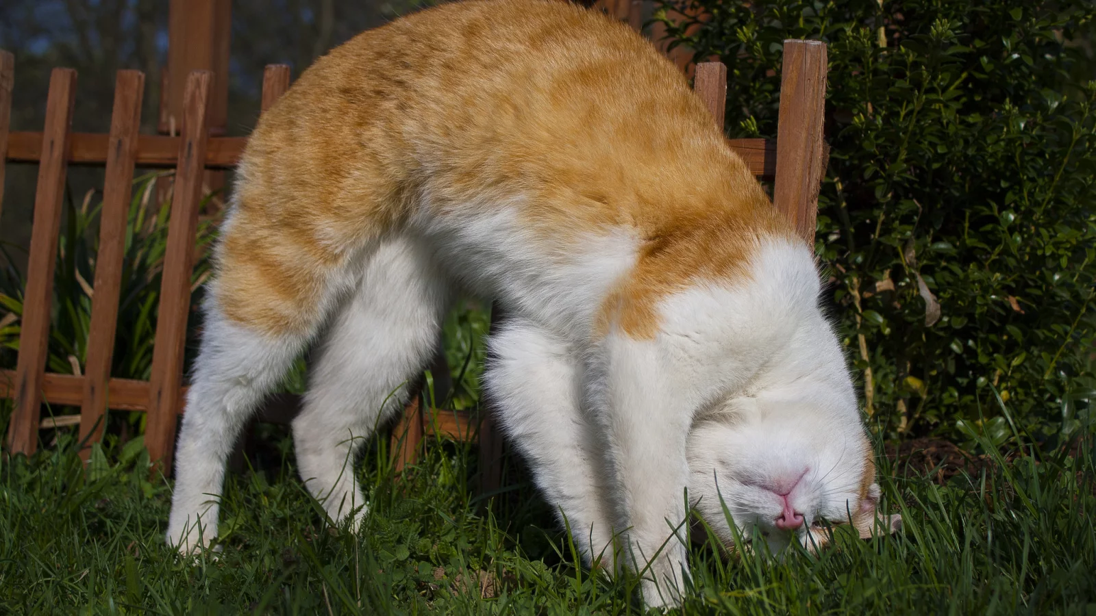 кот, кошка