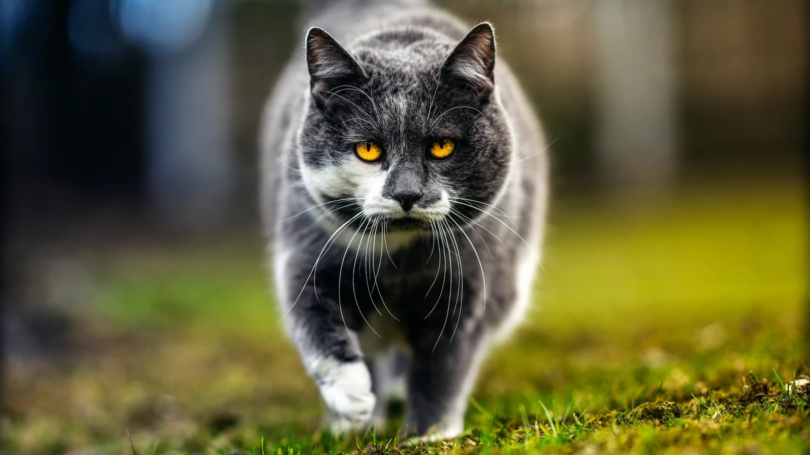 кошка, трава, глаза, кот, усы, взгляд, морда, природа, серый, фон, портрет, весна, гуляет, желтоглазый