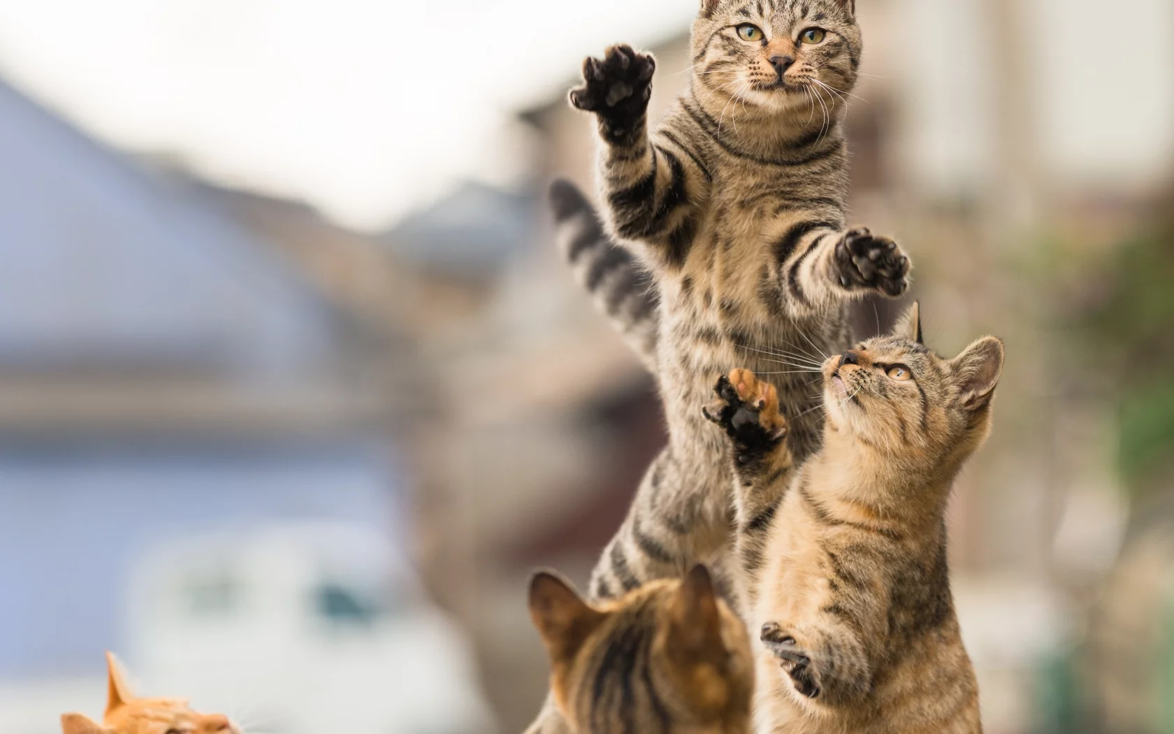 коты, игра