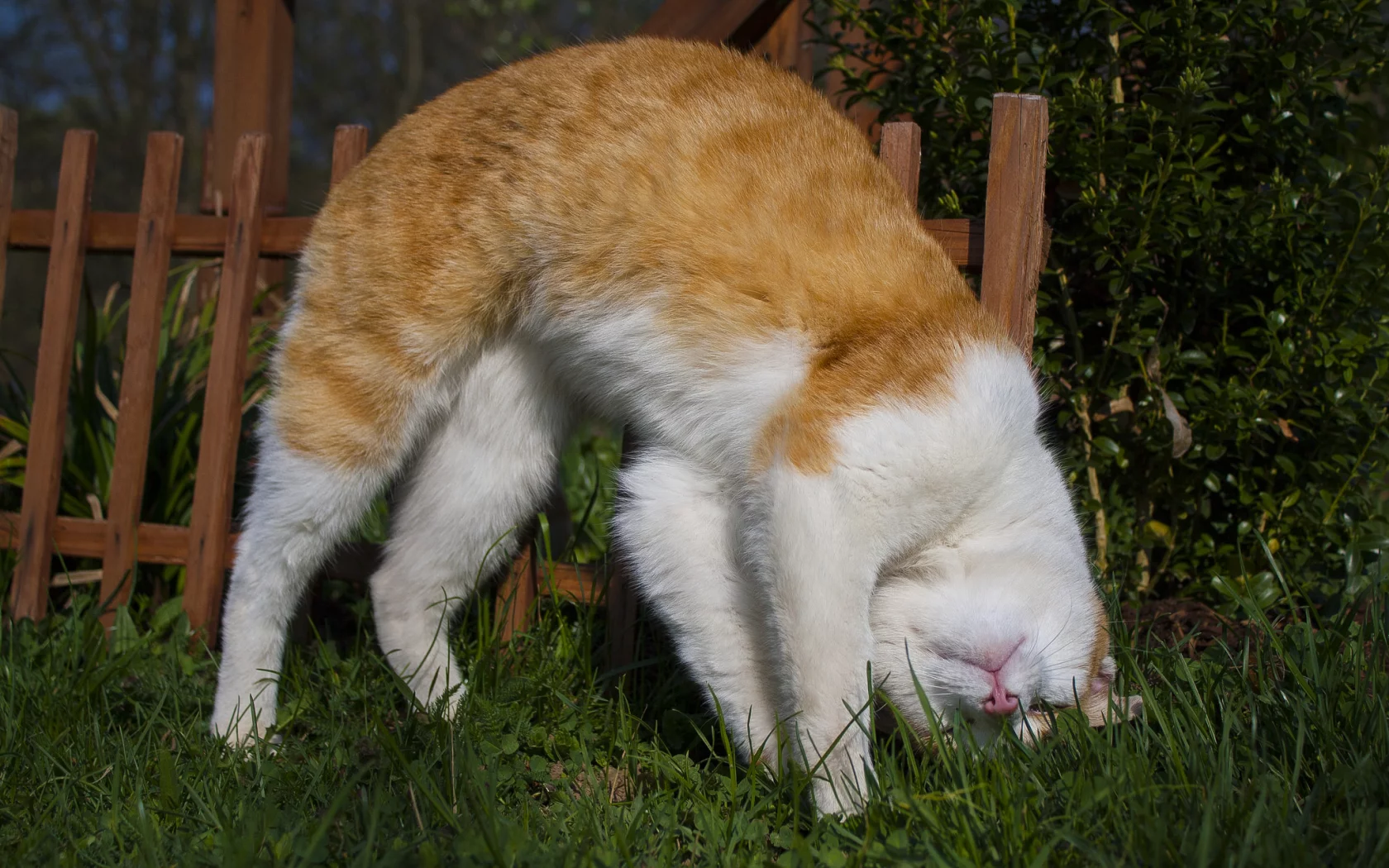 кот, кошка