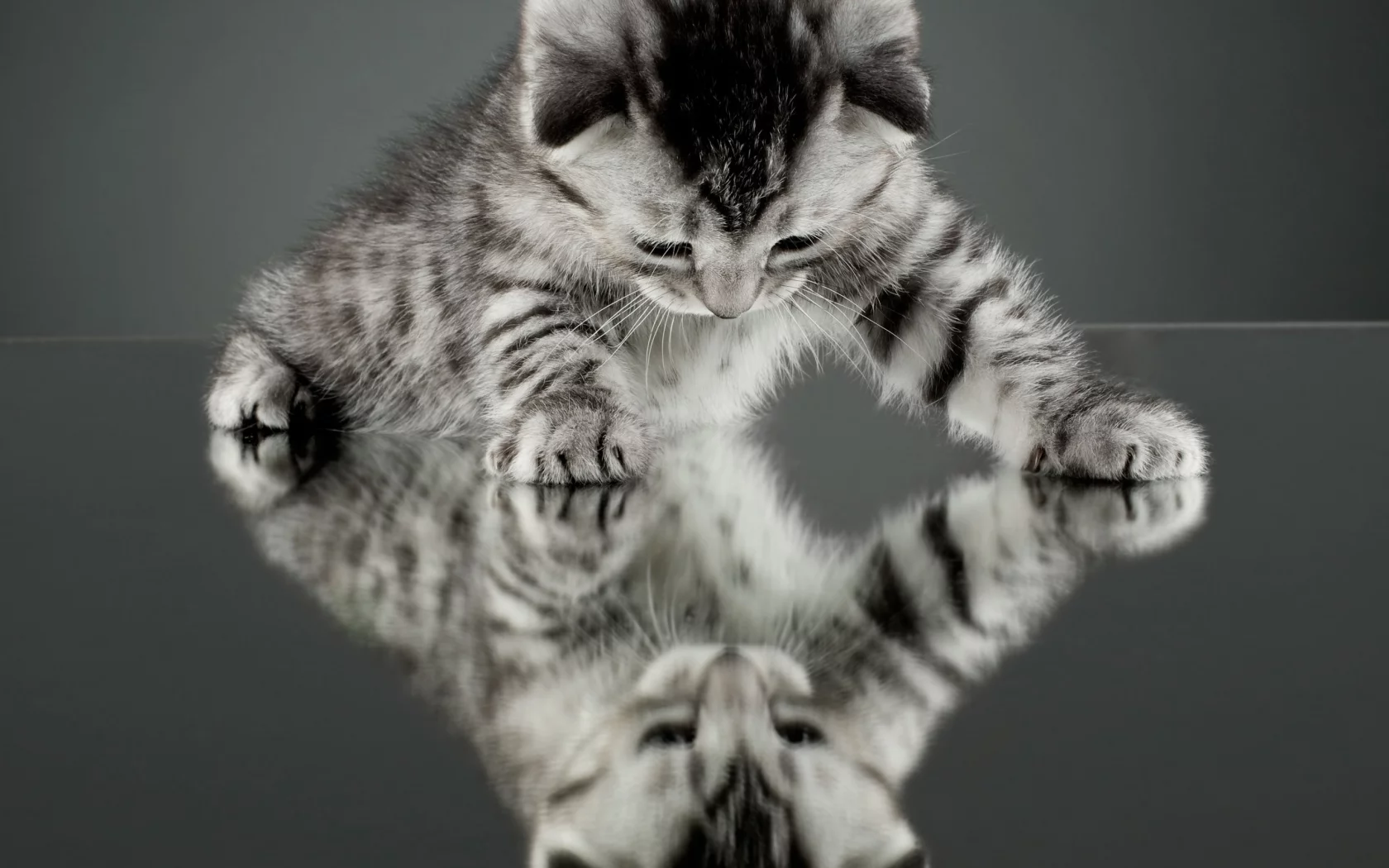 кошка, кот, отражение, котенок, фон, обои, зеркало