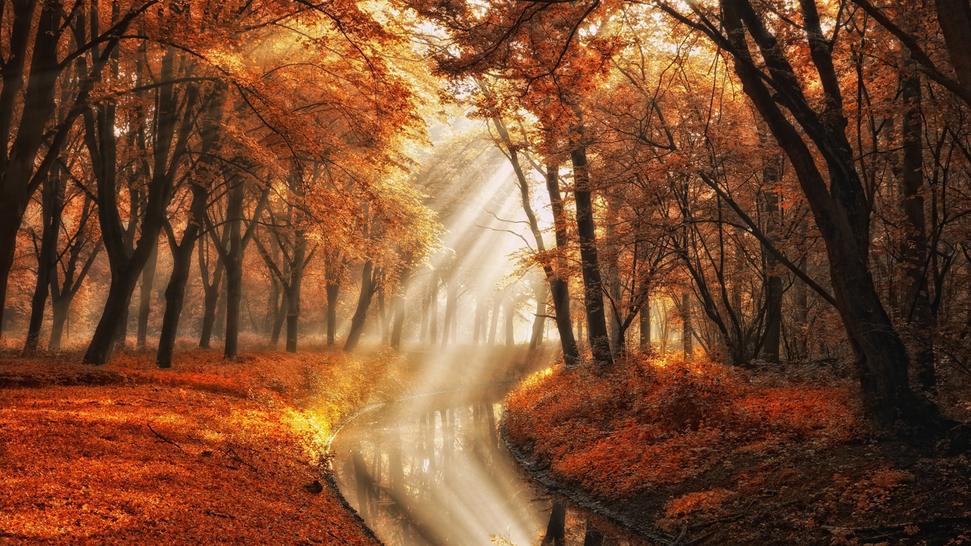 осень, вода, лучи, свет, деревья, природа, фотограф, канал