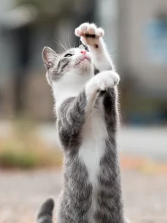 кот, кошка