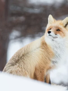 зима, снег, ветер, лиса, рыжая, боке