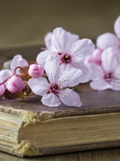 вишня, стиль, книга, цветки, ветка вишни