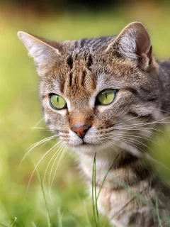 котёнок, взгляд, кот, кошка