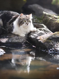 котёнок, взгляд, кот, кошка