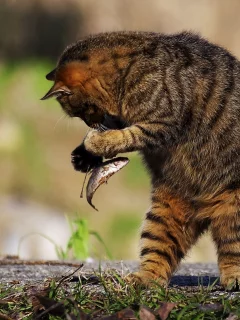 котёнок, взгляд, кот, кошка