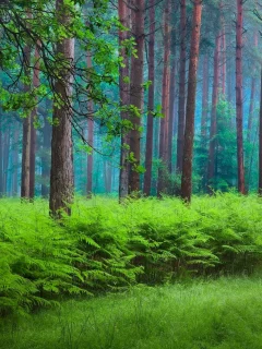 лес, природа, весна, дымка, папоротник