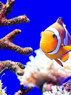 море, океан, цвет, рыба, кораллы