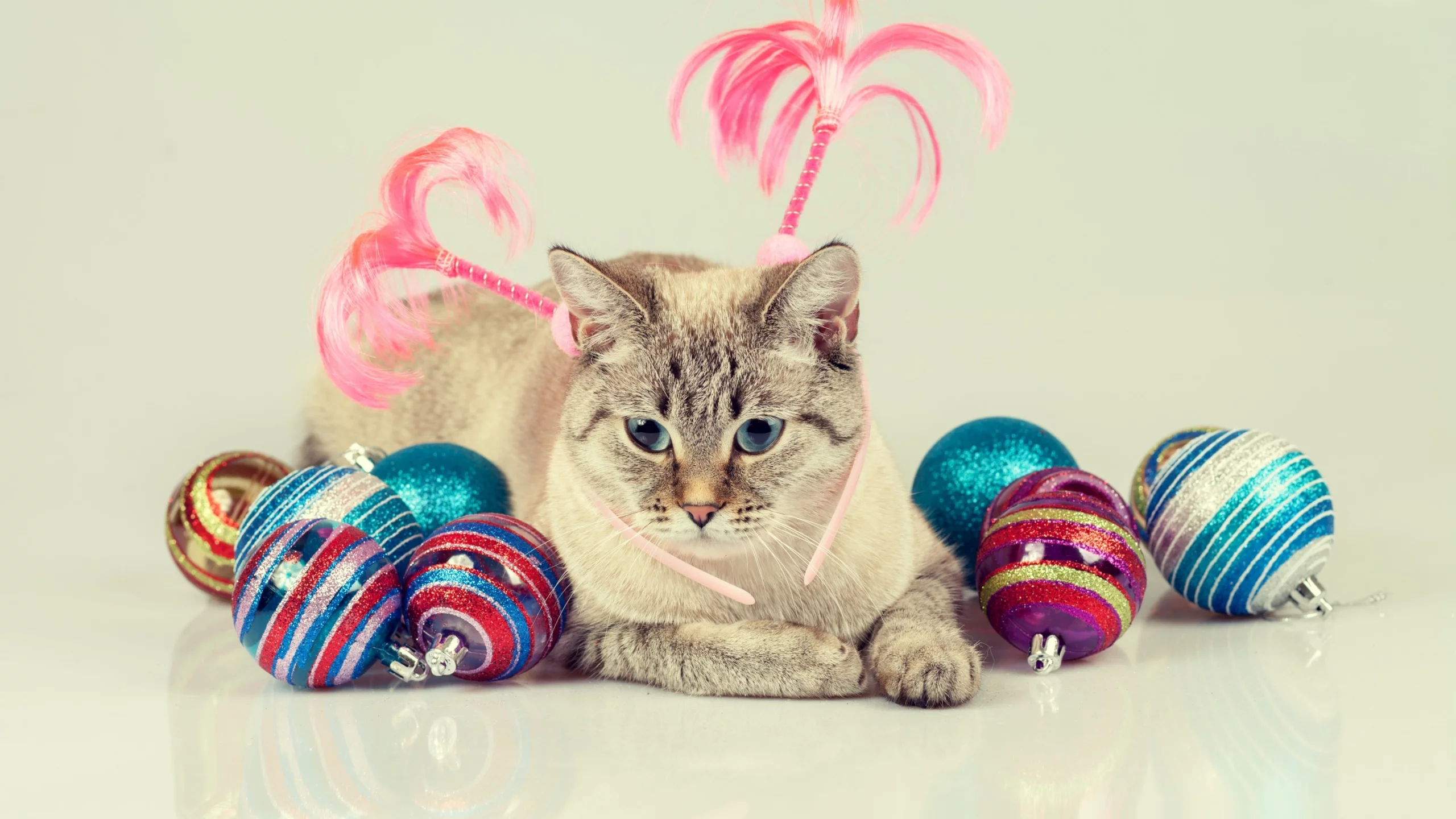 котёнок, взгляд, кот, кошка