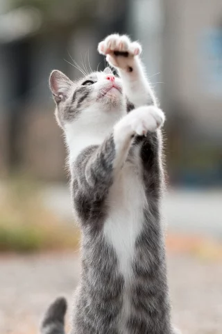 кот, кошка