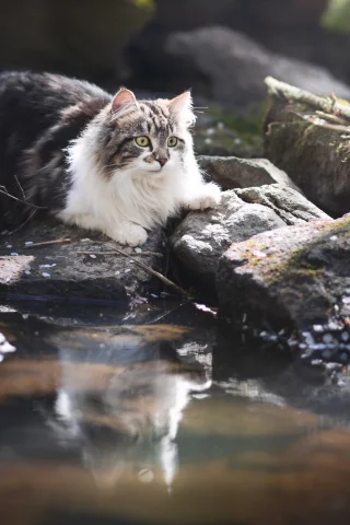 котёнок, взгляд, кот, кошка