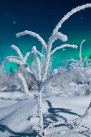 зима, иней