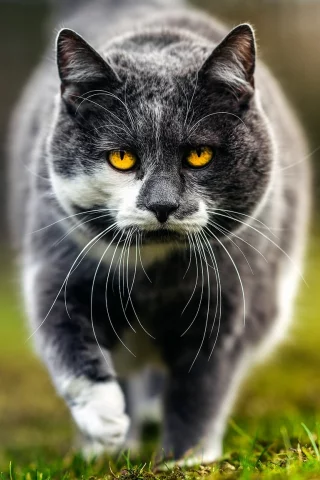 кошка, трава, глаза, кот, усы, взгляд, морда, природа, серый, фон, портрет, весна, гуляет, желтоглазый