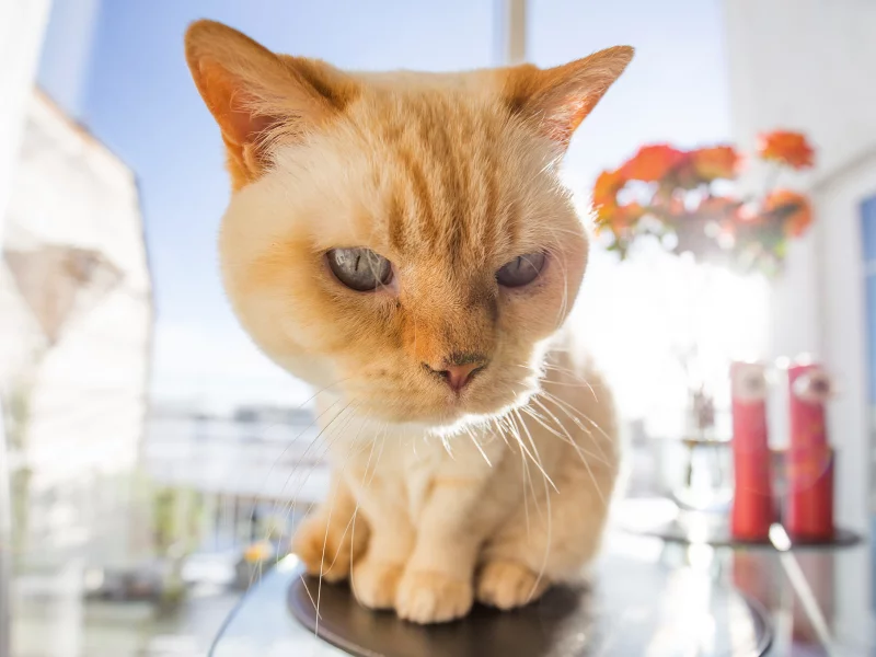 глаза, взгляд, котейка