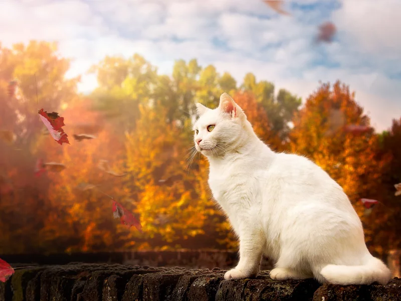 глаза, взгляд, котейка